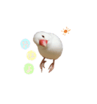 文鳥さくちゃん（個別スタンプ：1）
