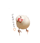 文鳥さくちゃん（個別スタンプ：2）