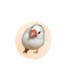 文鳥さくちゃん（個別スタンプ：3）