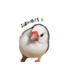 文鳥さくちゃん（個別スタンプ：4）