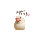文鳥さくちゃん（個別スタンプ：5）
