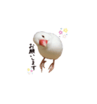 文鳥さくちゃん（個別スタンプ：13）