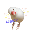 文鳥さくちゃん（個別スタンプ：14）