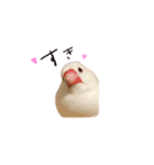 文鳥さくちゃん（個別スタンプ：16）