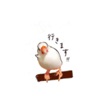 文鳥さくちゃん（個別スタンプ：18）