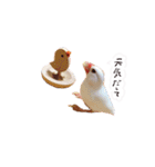 文鳥さくちゃん（個別スタンプ：24）