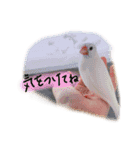 文鳥さくちゃん（個別スタンプ：25）