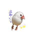 文鳥さくちゃん（個別スタンプ：28）