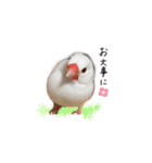 文鳥さくちゃん（個別スタンプ：29）