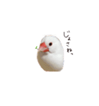 文鳥さくちゃん（個別スタンプ：32）