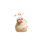 文鳥さくちゃん（個別スタンプ：33）