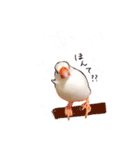 文鳥さくちゃん（個別スタンプ：34）