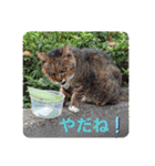 さび猫館の猫たち（個別スタンプ：1）
