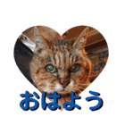 さび猫館の猫たち（個別スタンプ：4）
