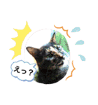 さび猫館の猫たち（個別スタンプ：9）