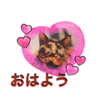 さび猫館の猫たち（個別スタンプ：12）