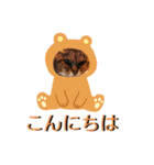 さび猫館の猫たち（個別スタンプ：13）