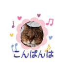 さび猫館の猫たち（個別スタンプ：14）