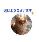 さび猫館の猫たち（個別スタンプ：15）