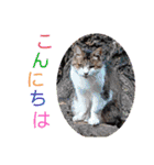 さび猫館の猫たち（個別スタンプ：16）