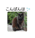 さび猫館の猫たち（個別スタンプ：17）