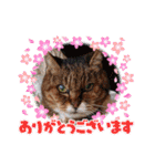 さび猫館の猫たち（個別スタンプ：18）