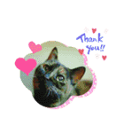 さび猫館の猫たち（個別スタンプ：19）