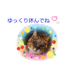さび猫館の猫たち（個別スタンプ：24）