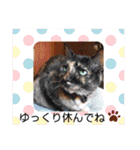 さび猫館の猫たち（個別スタンプ：25）
