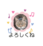 さび猫館の猫たち（個別スタンプ：26）