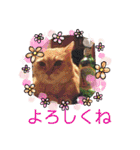 さび猫館の猫たち（個別スタンプ：27）