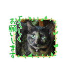 さび猫館の猫たち（個別スタンプ：29）