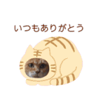 さび猫館の猫たち（個別スタンプ：32）