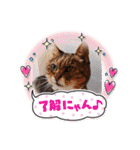 さび猫館の猫たち（個別スタンプ：35）