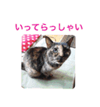 さび猫館の猫たち（個別スタンプ：36）