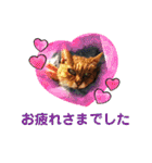 さび猫館の猫たち（個別スタンプ：38）