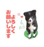 保護犬サウスとウェスト（個別スタンプ：1）