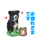 保護犬サウスとウェスト（個別スタンプ：2）