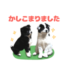 保護犬サウスとウェスト（個別スタンプ：6）