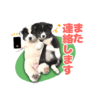 保護犬サウスとウェスト（個別スタンプ：8）