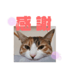 リコにゃんスタンプ2（個別スタンプ：1）