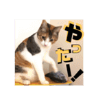 リコにゃんスタンプ2（個別スタンプ：6）