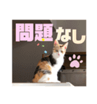 リコにゃんスタンプ2（個別スタンプ：11）