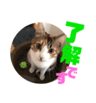 リコにゃんスタンプ2（個別スタンプ：13）