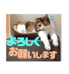 リコにゃんスタンプ2（個別スタンプ：14）