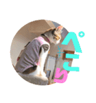 リコにゃんスタンプ2（個別スタンプ：17）