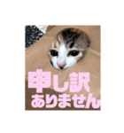 リコにゃんスタンプ2（個別スタンプ：18）