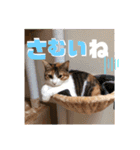 リコにゃんスタンプ2（個別スタンプ：19）