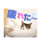 リコにゃんスタンプ2（個別スタンプ：20）