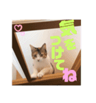 リコにゃんスタンプ2（個別スタンプ：21）